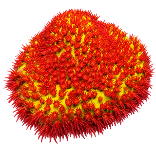 Latest Corals