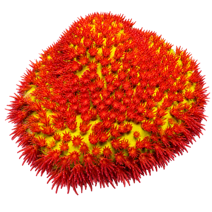 Latest Corals