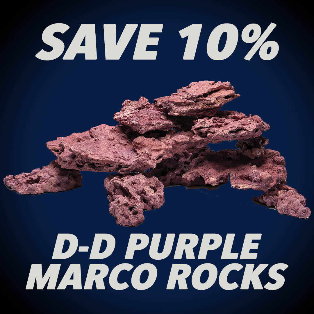 D-D Purple Marco Rocks – Charterhouse Aquatics