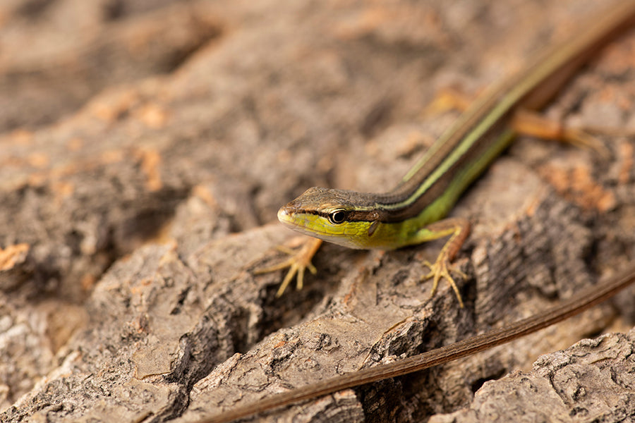 Reptile Enclosure Backgrounds