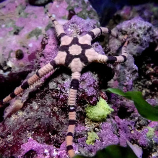 Starfish