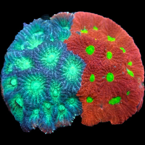 £15 Frags