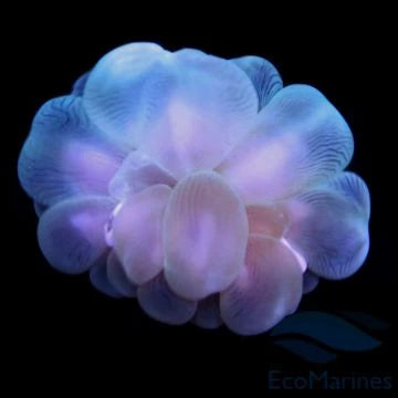 Plerogyra & Physogyra