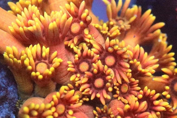 Goniopora & Alveopora