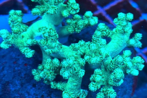 Toadstools & Leathers