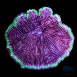 Fungia