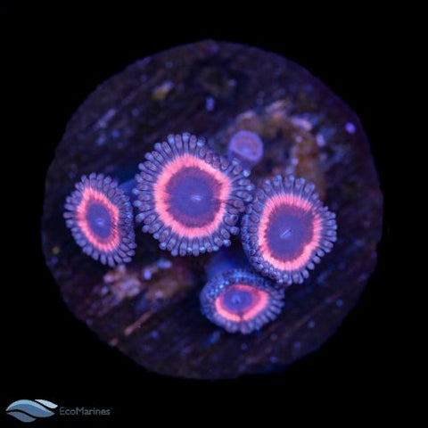 Stock Soft Corals