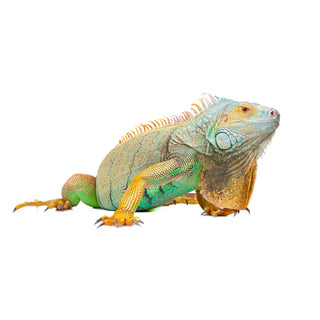 Iguana Foods