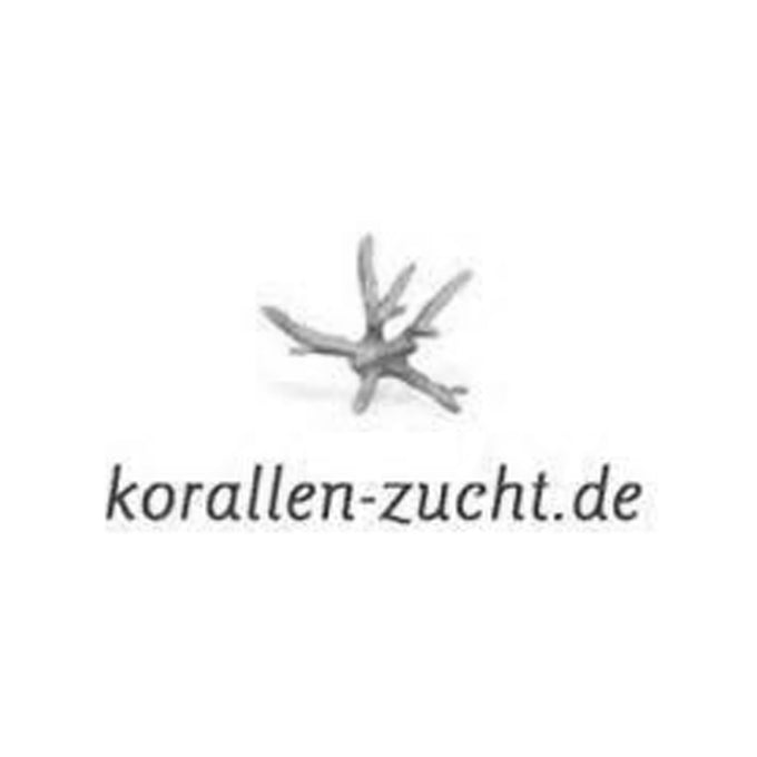 Korallen Zucht