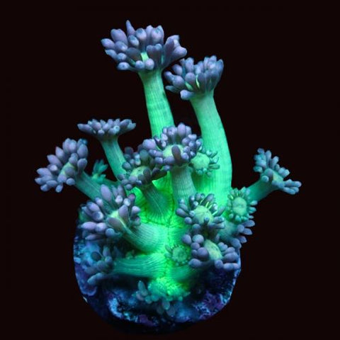 Stocked Hard Corals