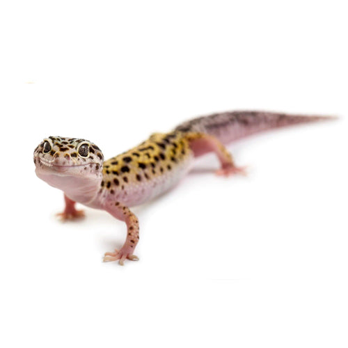 Leopard Gecko Foods