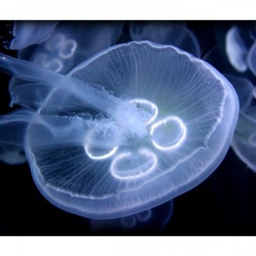 Jellyfish