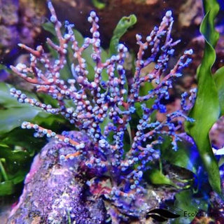 Sea Fans