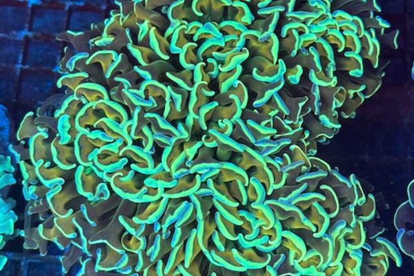 Hammer Corals