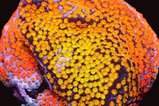 Montipora
