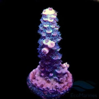 SPS