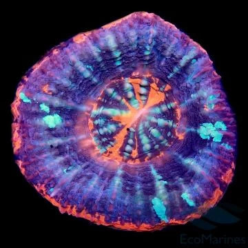 Scolymia & Trachyphyllia