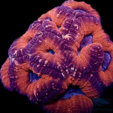 Lobophyllia & Symphyllia