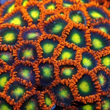 Zoanthids & Palys