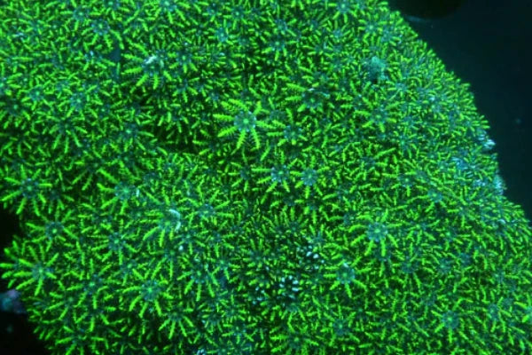 Star Polyps, Xenia & Others