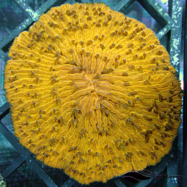 Plate Corals
