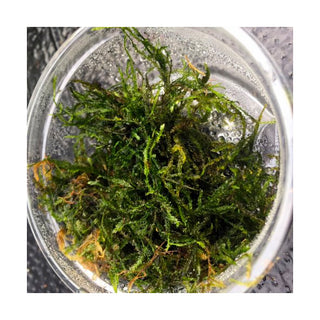 Live Mosses