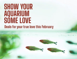 February Offers