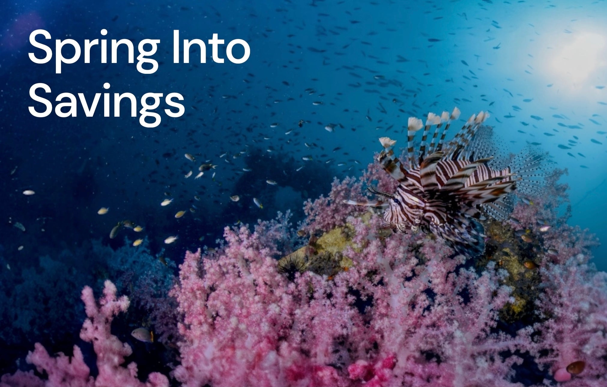 Spring into Savings - Aquariums, Equipment & Decor – Charterhouse Aquatics