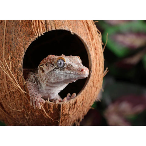 Reptile Hides
