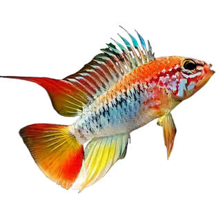 Apistogramma Viejita 3cm.