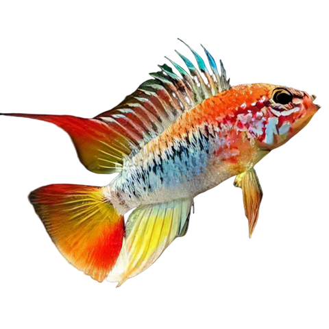 Apistogramma Viejita 3cm.