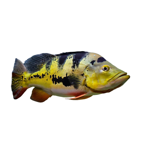 Bass