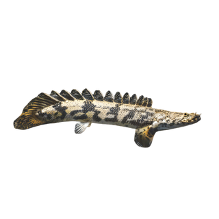 Saddled Endlicheri Bichir Polypterus Endlicheri Endlicheri 10cm.