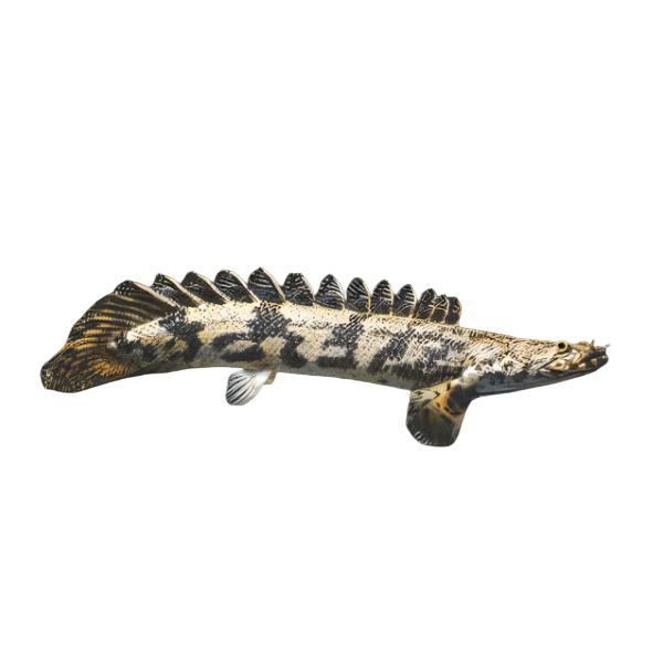 Bichir