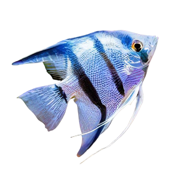 Angelfish