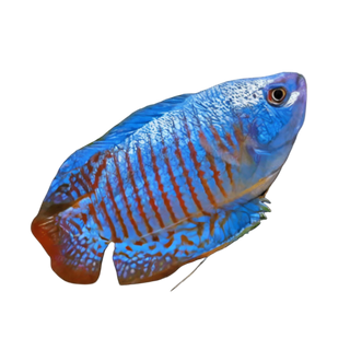 Blue Dwarf Gourami Trichogaster Lalius 5cm.