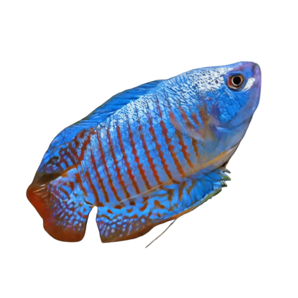 Gourami