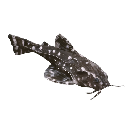 Spotted Dora Talking Catfish Agamyxis Pectinifrons 5cm.