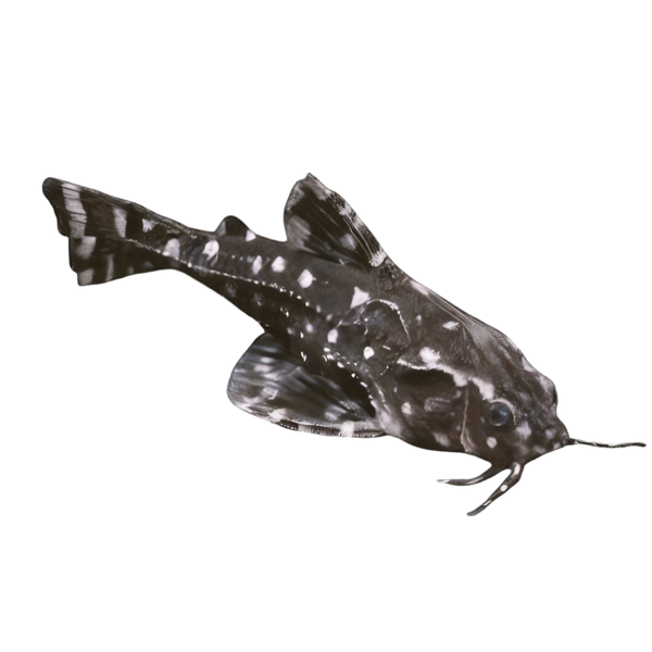Catfish