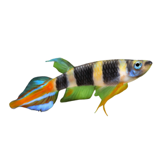 Clown Killifish Banded Panchax Epiplatys Annulatus 2cm.