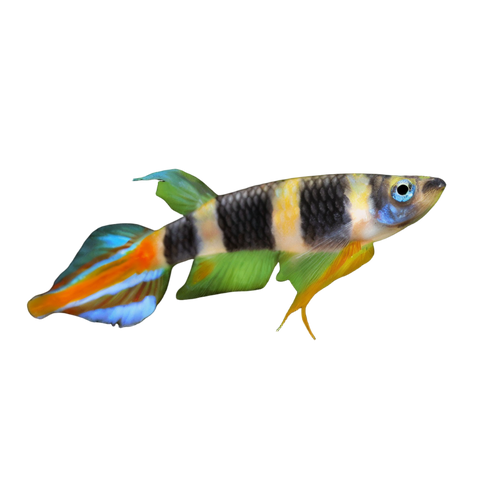 Clown Killifish Banded Panchax Epiplatys Annulatus 2cm.