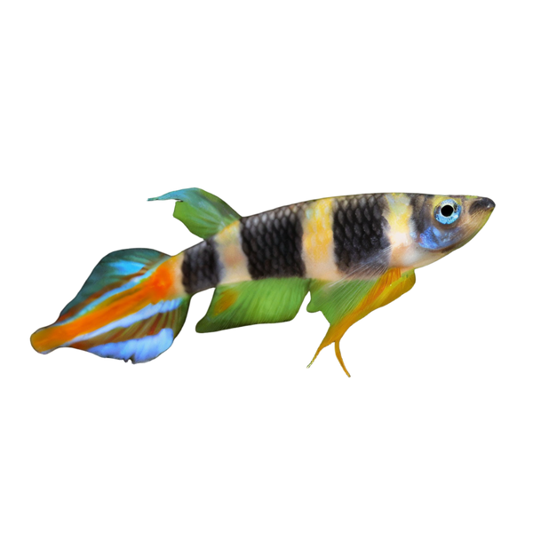 Killifish