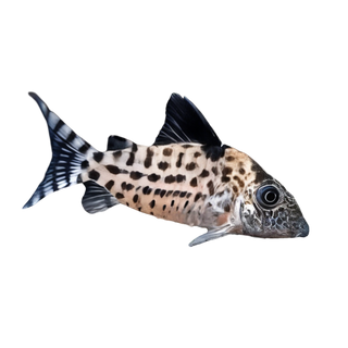 Agassiz's Spotted Corydoras Agassizii 3cm Catfish.