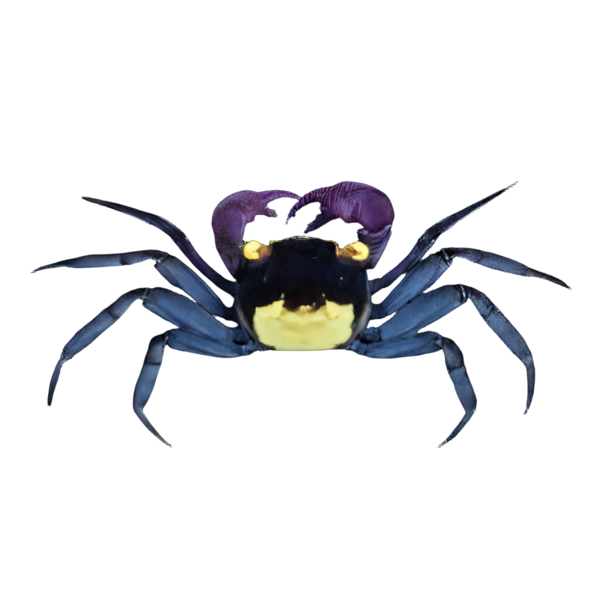Crabs & Crayfish
