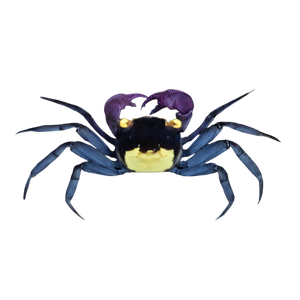 Crabs & Crayfish