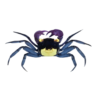 Purple Vampire Crab Geosesarma Dennerle 3cm.