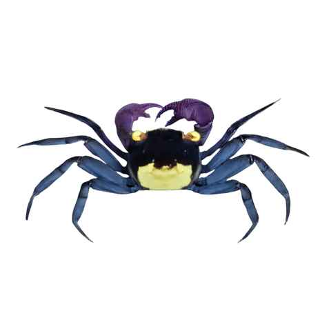 Purple Vampire Crab Geosesarma Dennerle 3cm.