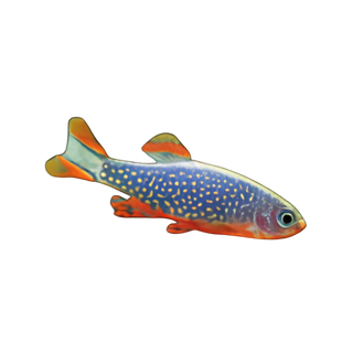 Celestial Pearl Danio Danio Margaritatus 2cm.