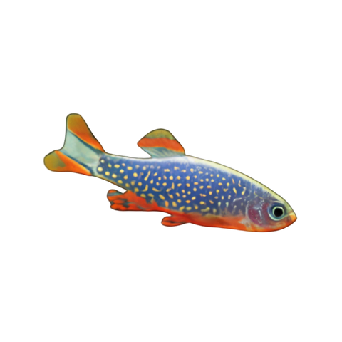 Celestial Pearl Danio Danio Margaritatus 2cm.