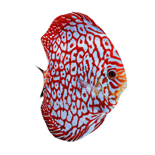 Red Jaguar Discus.